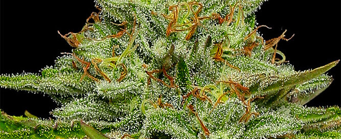 one love cannabis strain live plant nug