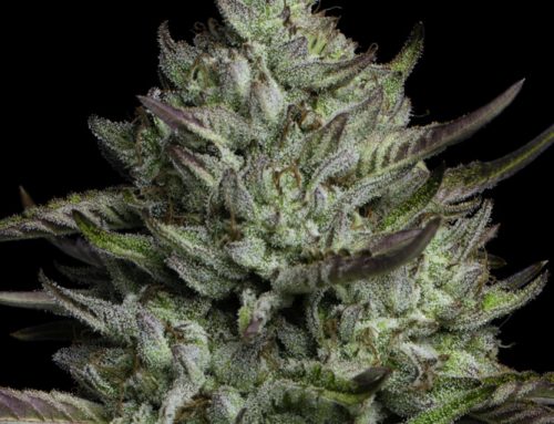 Music Icon-Inspired Cannabis Strains — Trend Hunter
