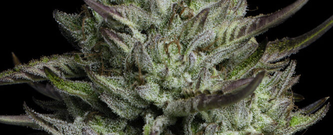 redemption indica cannabis strain flower