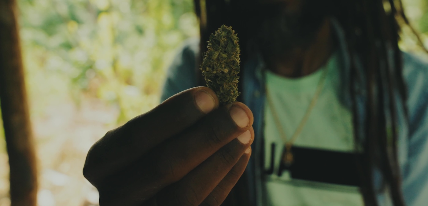 Cannabis-Sorte „Lamb’s Bread“