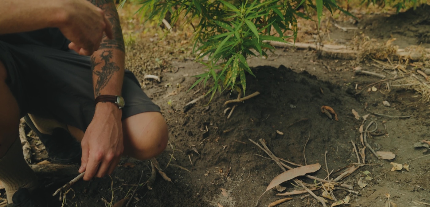 Ganja, das in reiner Vulkanasche angebaut wurde