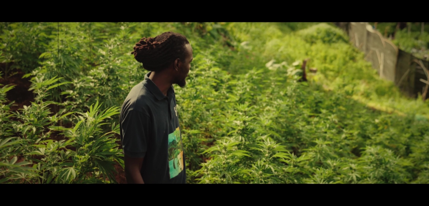 Cannabisanbau auf St. Vincent