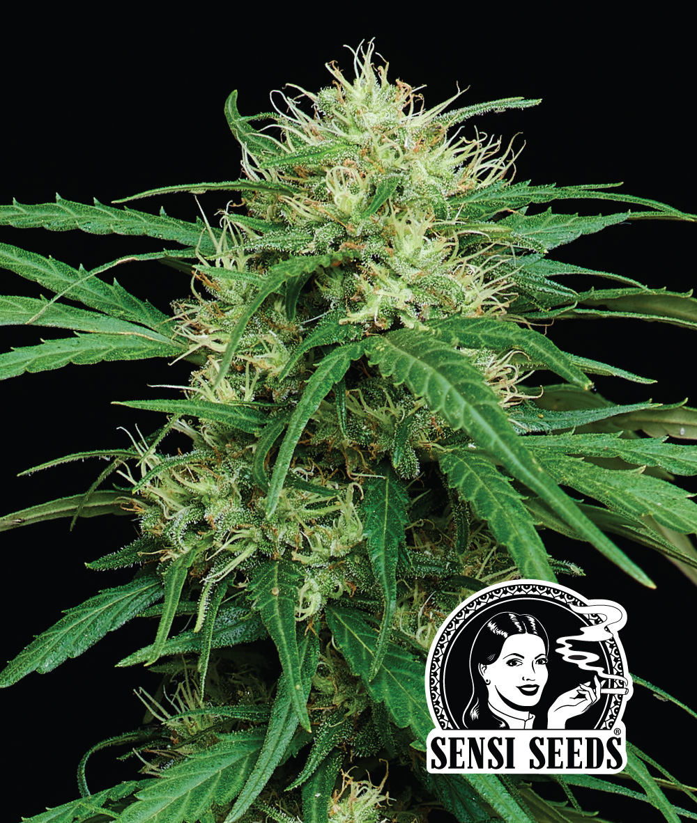 Foto da flor da Haze Dawg