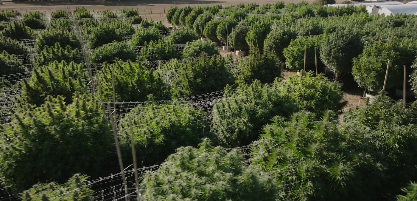colocação de treliça em plantas grandes de cannabis