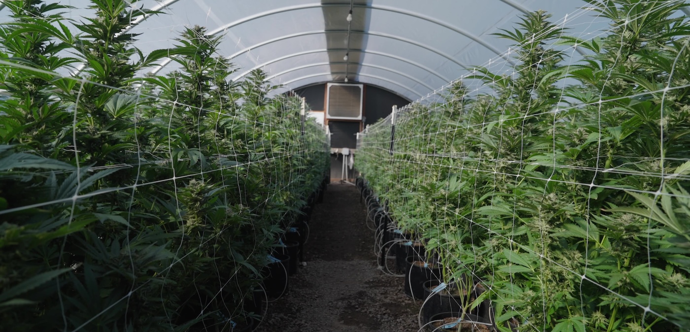 duas fileiras de plantas de cannabis cultivadas em estufa com sistema de treliça