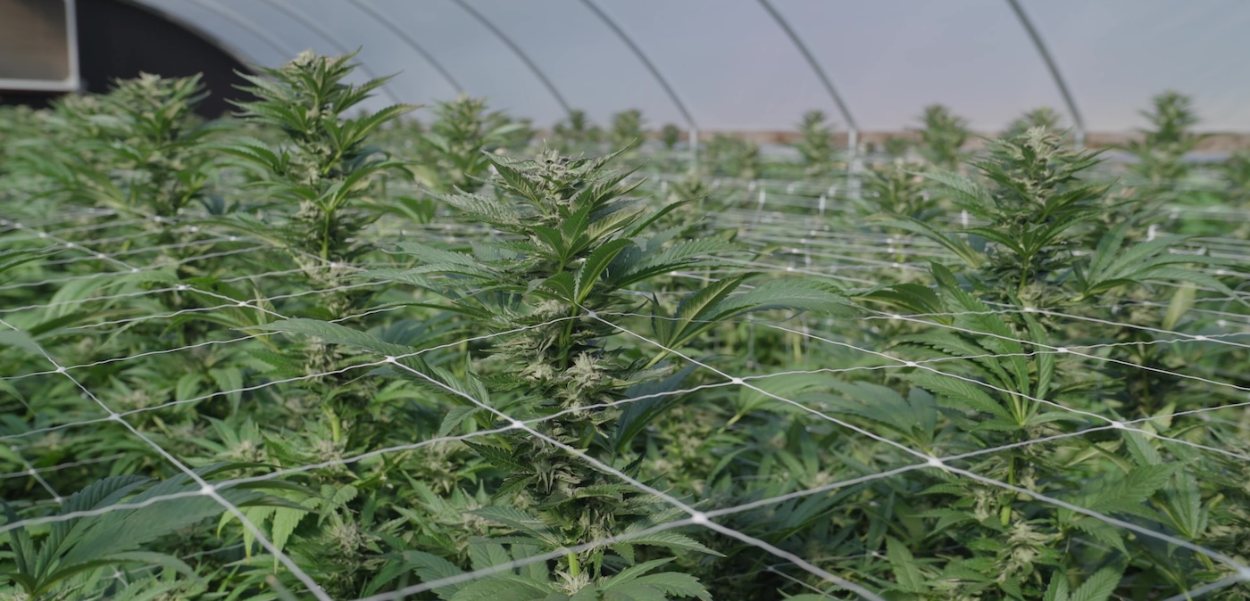 treliça para cannabis com cobertura uniforme