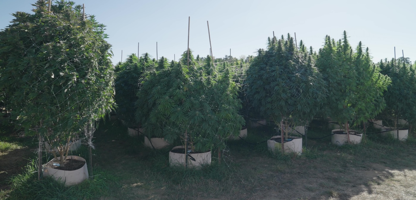 treliça para plantas gigantes de cannabis cultivadas ao ar livre
