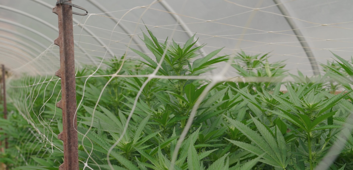 How to Trellis Cannabis Plants 25 treliça para cannabis no cultivo em estufa