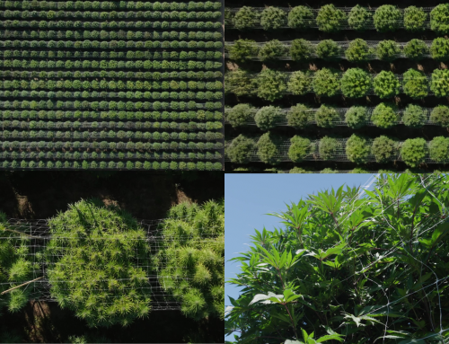 Como fazer treliças para plantas de cannabis: métodos para cultivo interno e externo