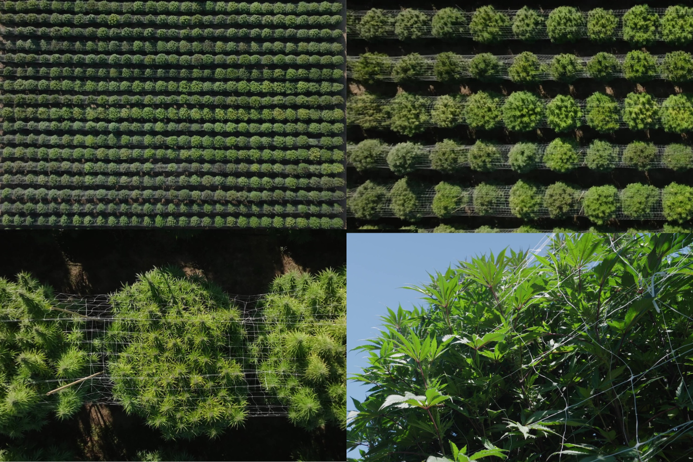 treliça de cannabis vista de diferentes ângulos, mostrando diversas perspectivas e plantas