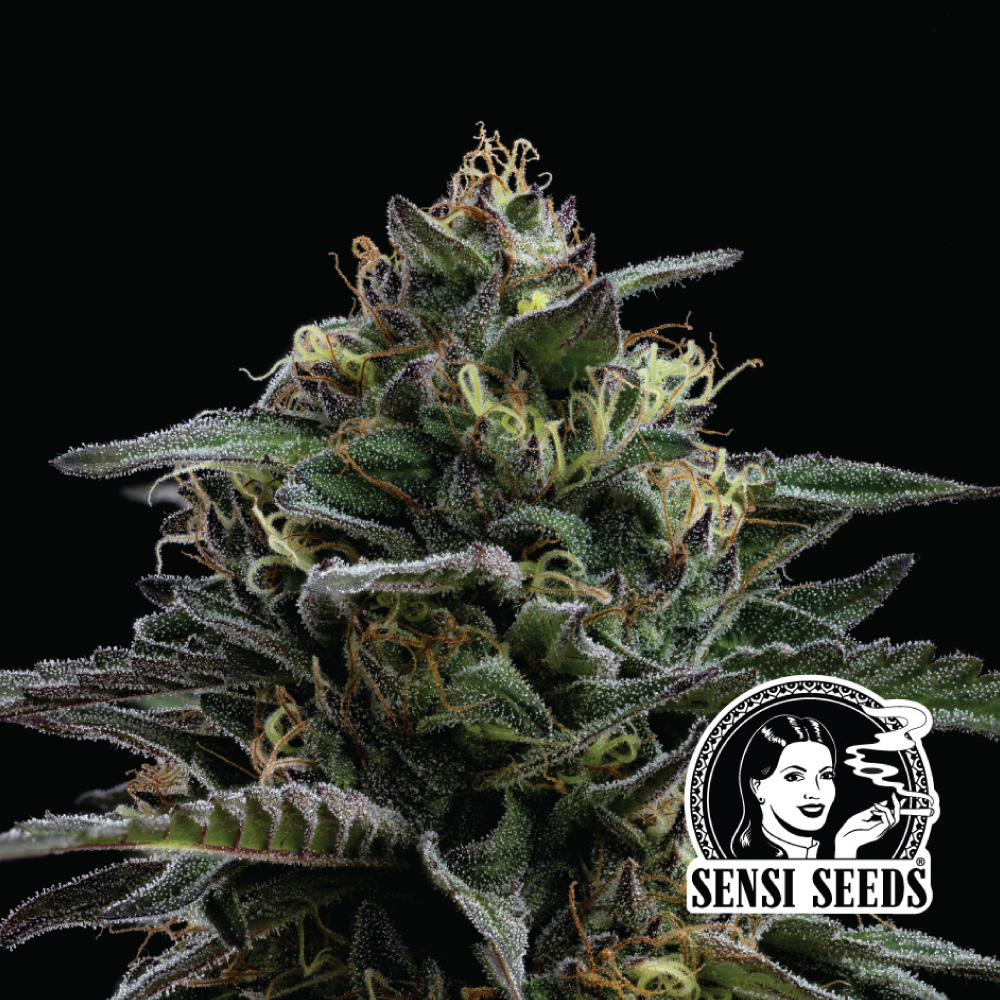 PurpleBerry-muffins