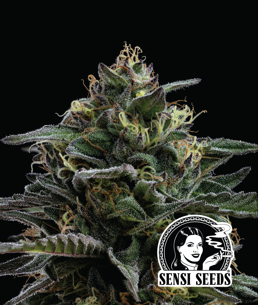Purple-berry-sensicollab Purple Berry Sensi-samenwerking
