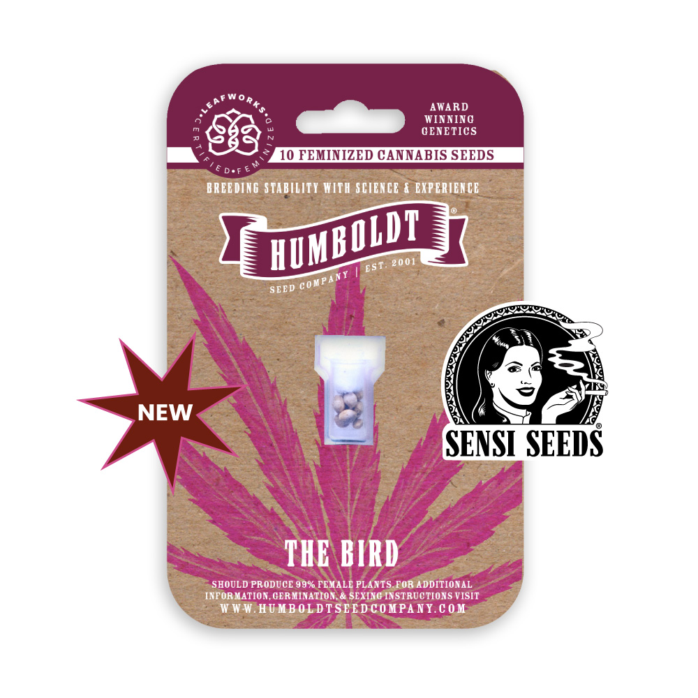 The bird sensi collab