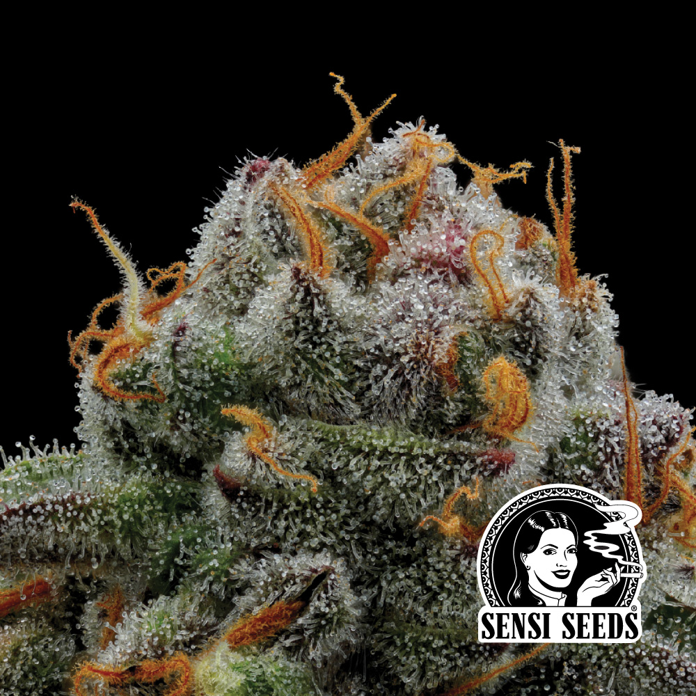 A Flor de Cannabis “Bird”