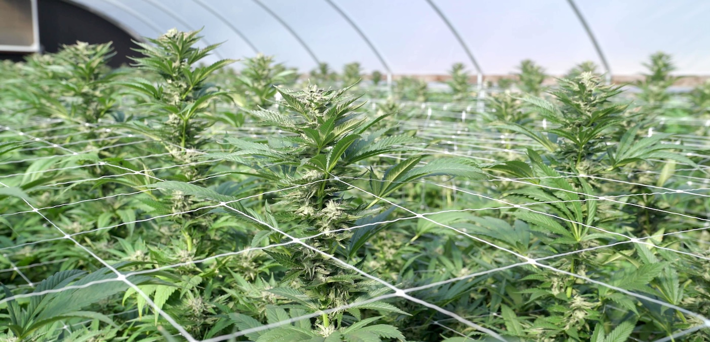 Filet de treillis dans une serre de culture de cannabis