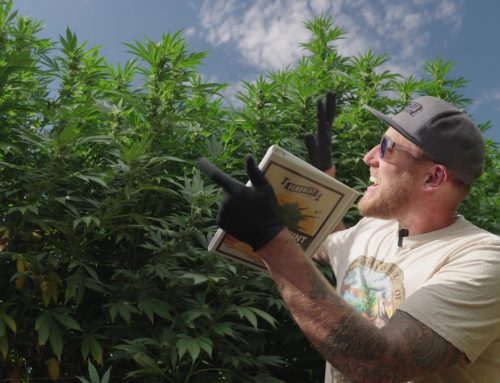 Por que minha planta de cannabis está crescendo tão devagar? Causas, diagnóstico e soluções