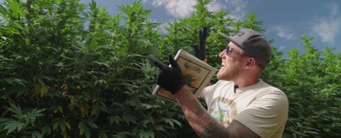 Ben lind standing under monster sized cannabis plants