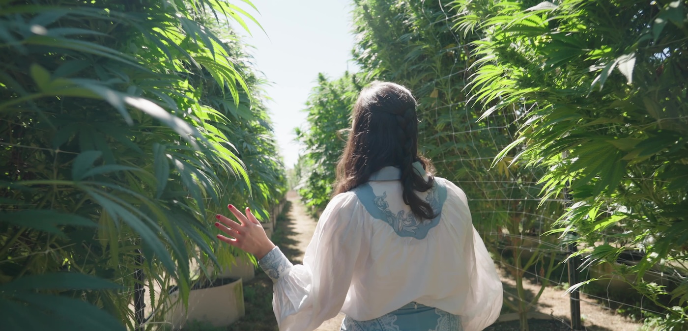Een vrouw loopt langs een lange rij enorme, torenhoge cannabisplanten.