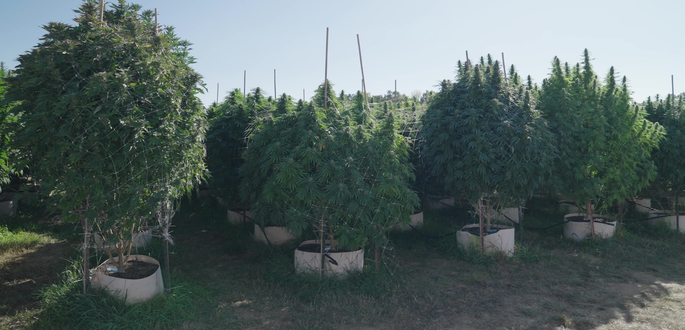 Grote cannabisplanten voor buiten in reusachtige potten