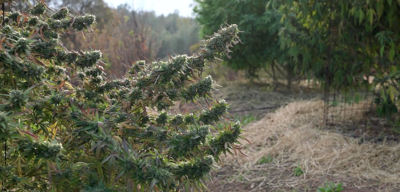 Cannabis-Anbau zu Hause in Nordkalifornien