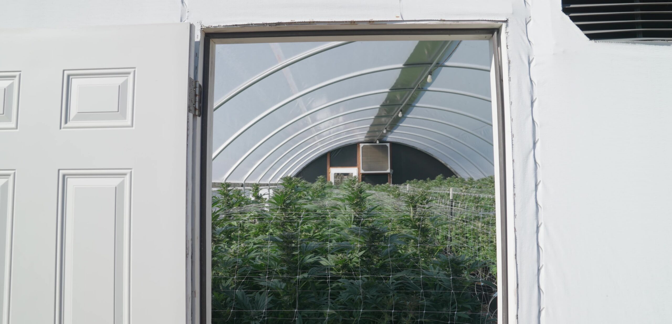 kas met een trellis van cannabisgaas