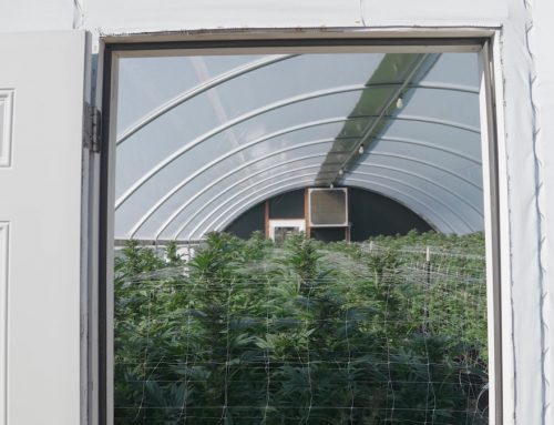 Avez-vous besoin d'un filtre à charbon pour cultiver du cannabis ?
