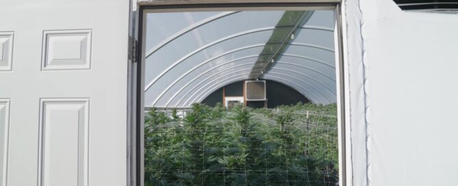 greenhouse with cannabis netting trellis