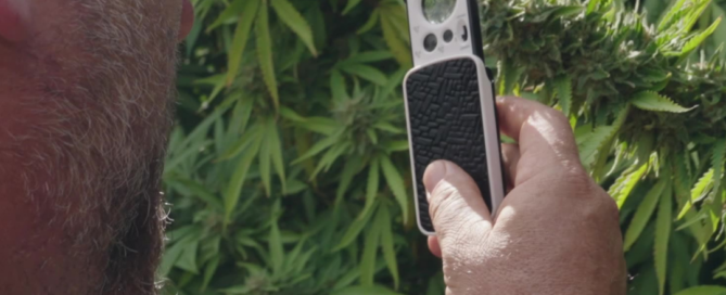 Nat Pennington examining cannabis with a slide-out jeweler's loupe