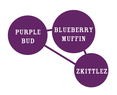 parentals-purpleberry Ouderplanten van Purple Berry