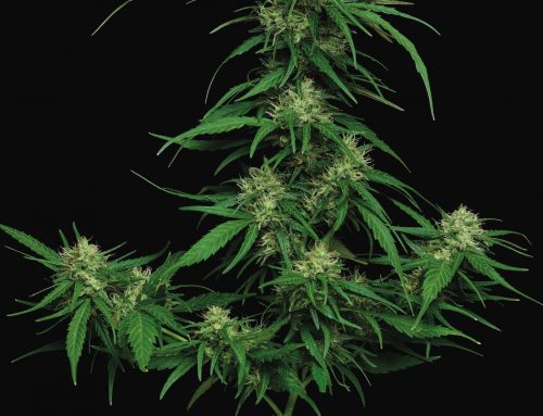 Die besten Autoflowers für den Anbau in Ihrem Garten