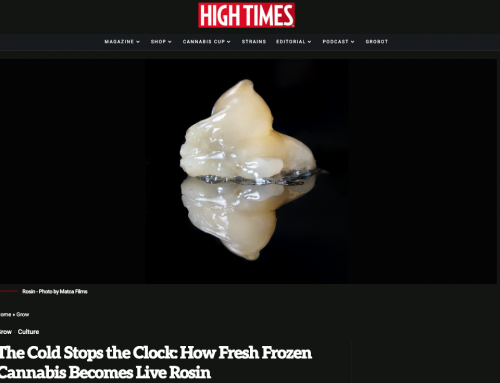 Le froid arrête le temps : comment le cannabis fraîchement congelé se transforme en « Live Rosin » —  High Times
