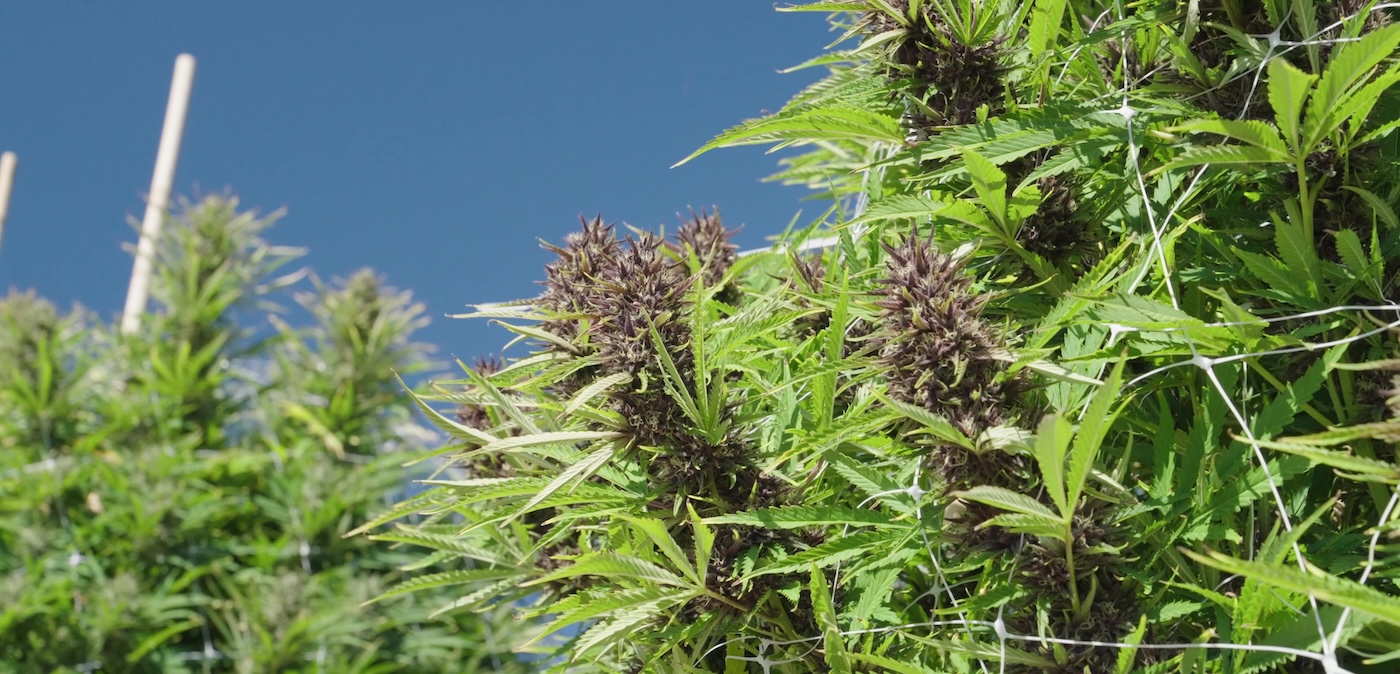 magnifiques têtes de cannabis violettes