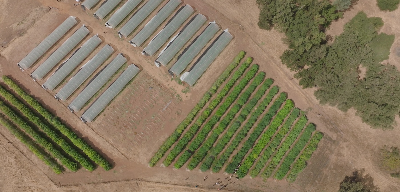 une immense plantation de cannabis en Californie du Nord
