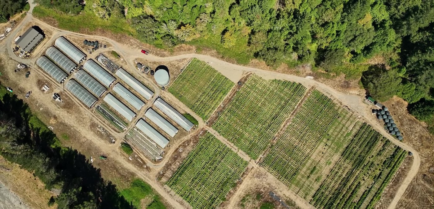 Une immense plantation de cannabis à Humboldt, en Californie, vue depuis un drone