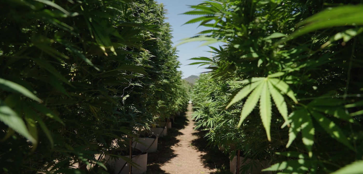 rangées de plants de cannabis cultivés en plein air