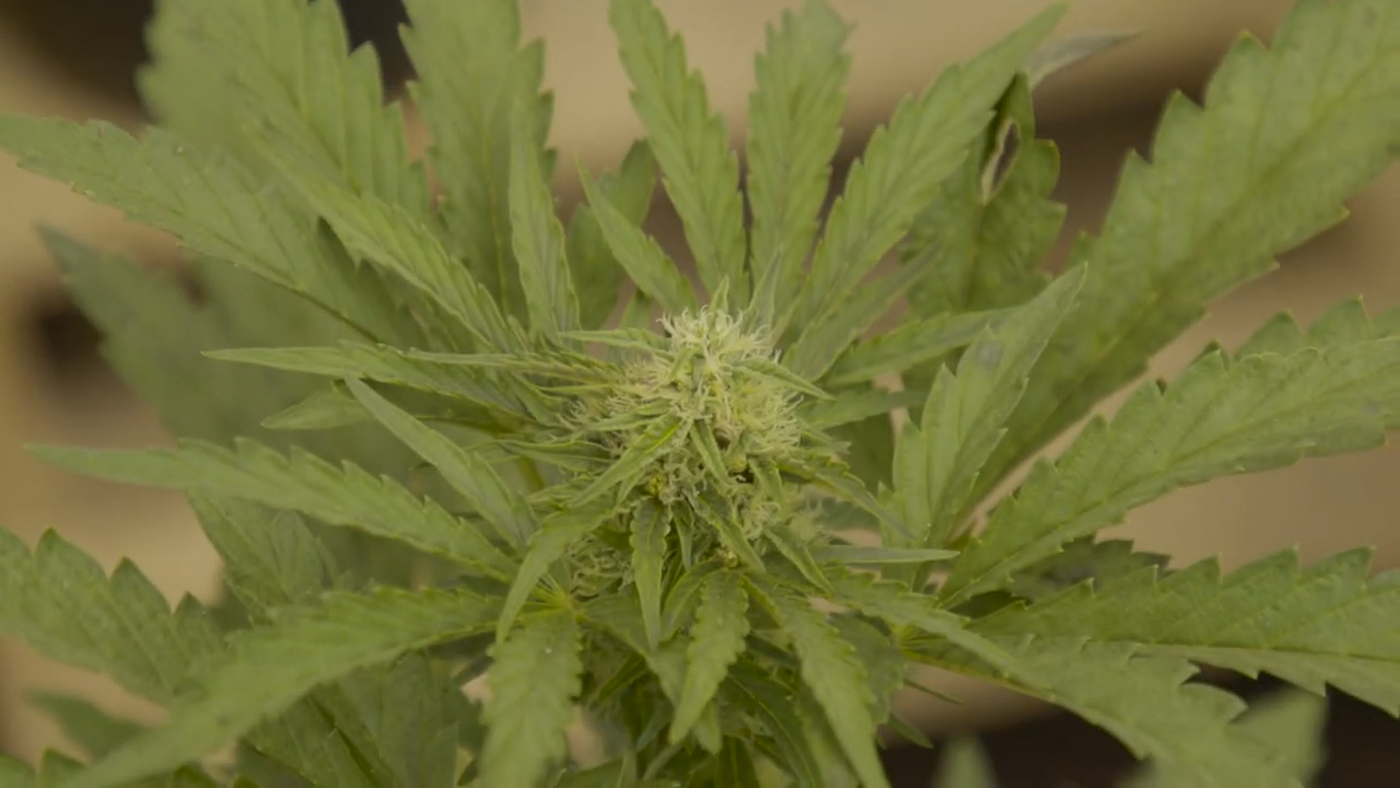 Caramel Cream Autoflower primer plano de una planta durante el proceso de reproducción o desarrollo