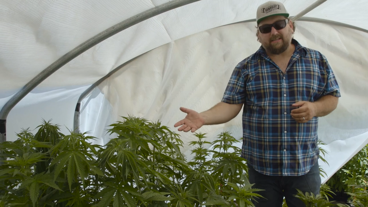 Criador de cannabis que selecciona, a partir de una población segregada de plantas de « caramel cream », ejemplares para el desarrollo de la variedad « autoflower » en un invernadero