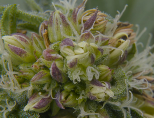 Hoe maken kwekers van je favoriete cannabissoorten autoflowers?