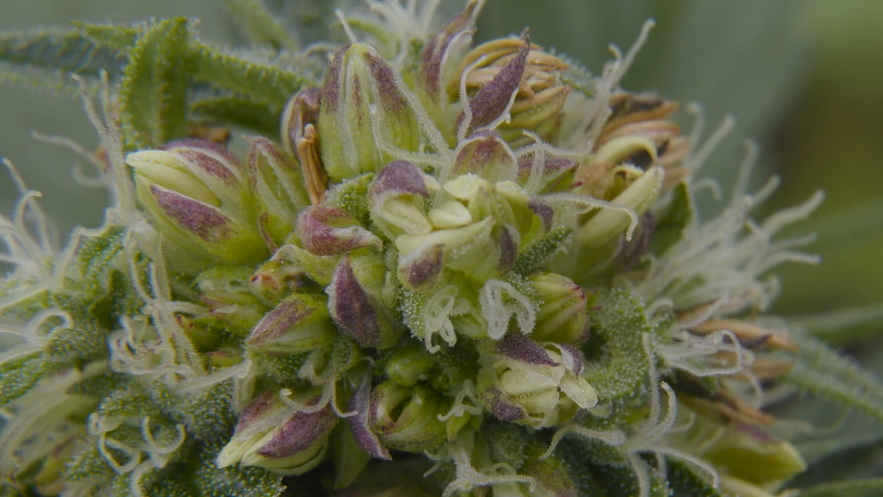 macrofoto van een autoflower met gedetailleerde beelden van een ‘ caramel cream ’-cannabistop