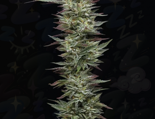 9 zeitlose Cannabissorten für einen besseren Schlaf