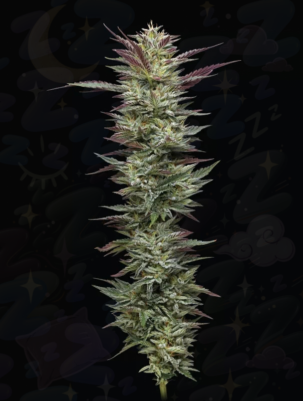 Cannabis-Sorte mit Schlaf-Symbolen im Hintergrund